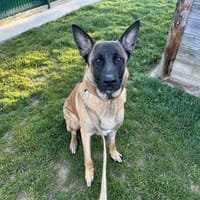 LUCKY, chien à adopter