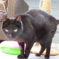 GYPSY, chat à adopter