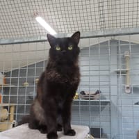 NASA, chatte à adopter