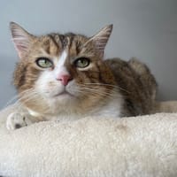 RAMBO, chat à adopter