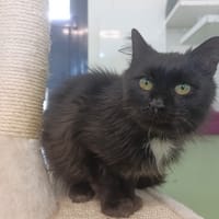 MUMBI, chat à adopter