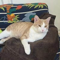ELIOTH, chat à adopter