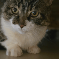 HAMILTON, chat à adopter