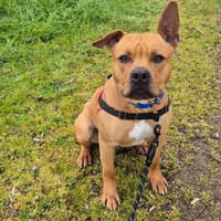ALF, chien à adopter