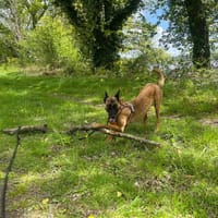 STORMY QCN, chienne à adopter