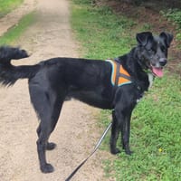 SHARKO, chien à adopter