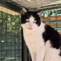 Nox, chat à adopter