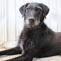 HOPE, chienne à adopter