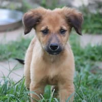 BOUNKAY, chiot mâle Berger Créole, chien à adopter