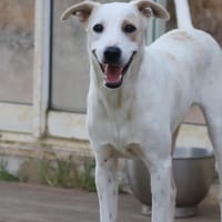 HOWDI, chiot Berger Créole (format “drôle & câlin”), chien à adopter