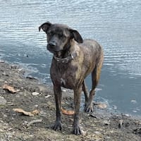 CHIPIE, Berger Créole Femelle 🐾, chienne à adopter