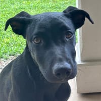 LOCKY, Chiot mâle Croisé Labrador, chien à adopter