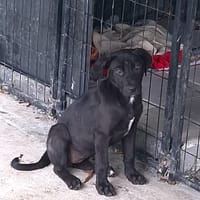 Milady, Femelle junior Croisée Labrador, chienne à adopter
