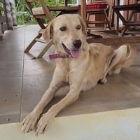 Suzie la belle et douce louloute, chienne à adopter