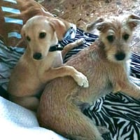 Noisette la joie de vivre, chienne à adopter