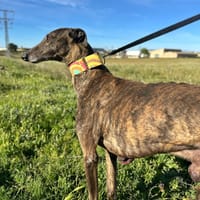 CAPRICHO, chien à adopter