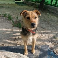 TRIANA, chienne à adopter