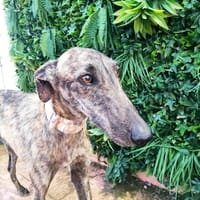 RANMI, chien à adopter