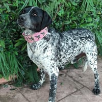 POLARITY, chien à adopter