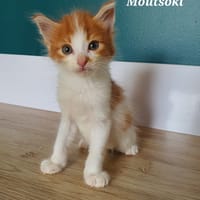 Moutsoki, chat à adopter