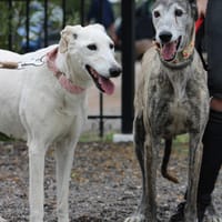 Dalila et Brava, chienne à adopter