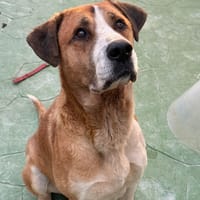 TOMAS (Lara), chien à adopter