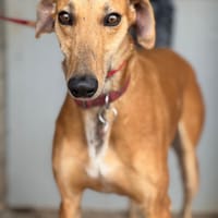 ULLA, chienne à adopter