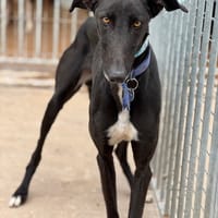 MORANTE, chien à adopter