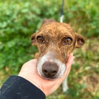 PLUMA (Animalea), chienne à adopter