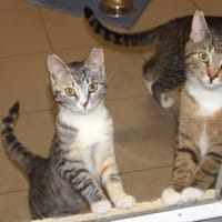 Fanny & Falko aus Falkenhagen, Kater zur Adoption