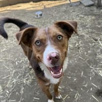 Senilla, Hündin zur Adoption