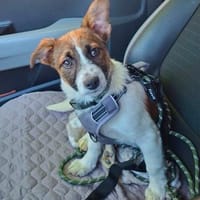 Body - Der kleine Hundejunge 💙, Hund zur Adoption