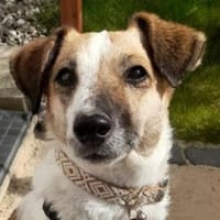 MIRKA sucht Geborgenheit, Hündin zur Adoption