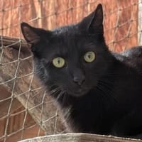 Kater Arthos, Kater zur Adoption