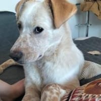 Kasimus sucht ein ländliches Zuhause, Hund zur Adoption