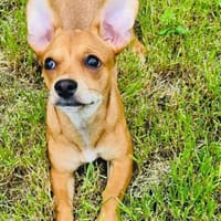Chihuahua Pinscher mix Moni, Hündin zur Adoption