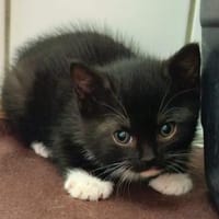 Elisa, Eiko, Elio & Eden, Kater zur Adoption