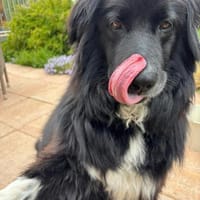 Pearl, Hündin zur Adoption