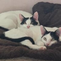 Zwei Zuckerschneckis suchen Zuhause, Katze zur Adoption