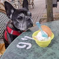 Frenchy sucht tolle Menschen, Hündin zur Adoption