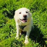 Josi ein traumhaftes Welpenkind, Hündin zur Adoption