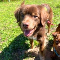 Whiskey - ist noch unsicher, Hund zur Adoption