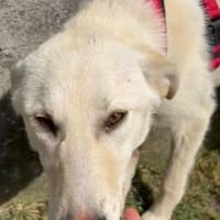 Gibsy, Hündin zur Adoption