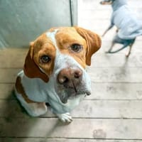 Poiner Chico sucht ihre Menschen, Hund zur Adoption