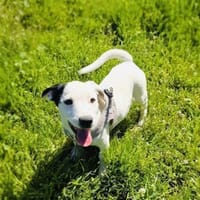 Calimero ein fröhliches Kerlchen, Hund zur Adoption