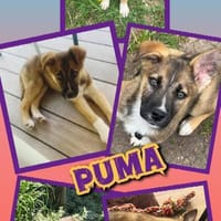 Welpenjunge Puma auf PS in 80686, Hund zur Adoption