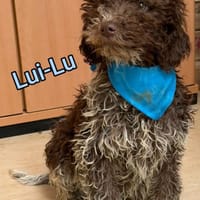 ❤3 Geschwister suchen Rassekenner, Hund zur Adoption