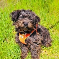 Schnoodle Mix Aria, Hündin zur Adoption
