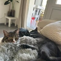 Tayo u. Gloria suchen liebevolles Heim, Kater zur Adoption