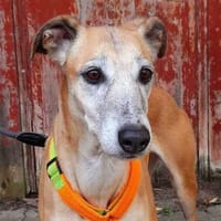 Estrella, fast ein Galgo, Hündin zur Adoption